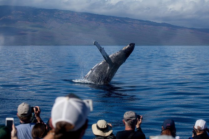 Maui Premium Sunset Dinner Cruise & Whale Watch - Key things to know before you go