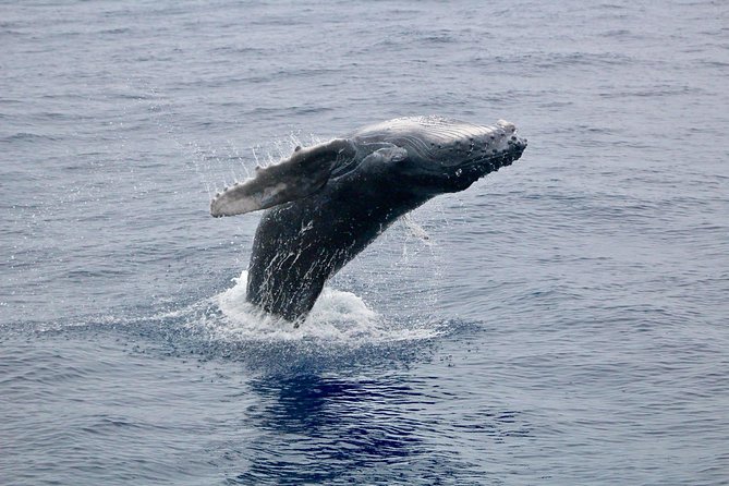 Maui Premium Sunset Dinner Cruise & Whale Watch - Maalaea Harbor is the smart starting point for a sunset whale dinner