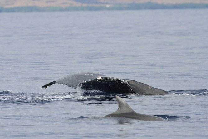 Maui Premium Sunset Dinner Cruise & Whale Watch - Value check: why $189.36 can make sense for dinner plus whale watching