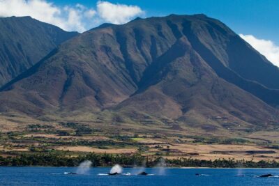 Maui Premium Sunset Dinner Cruise & Whale Watch - Live naturalist commentary: the difference between seeing whales and understanding them