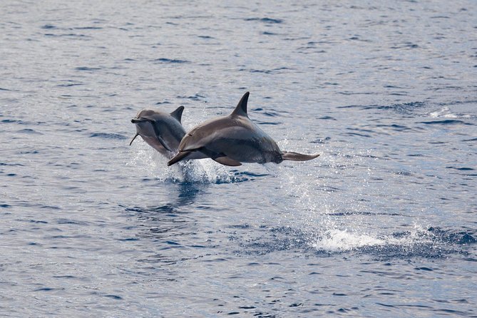 Maui Premium Sunset Dinner Cruise & Whale Watch - Who this Maui cruise fits best