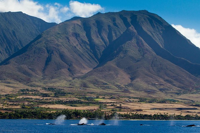 Maui Premium Sunset Dinner Cruise & Whale Watch - Live naturalist commentary: the difference between seeing whales and understanding them