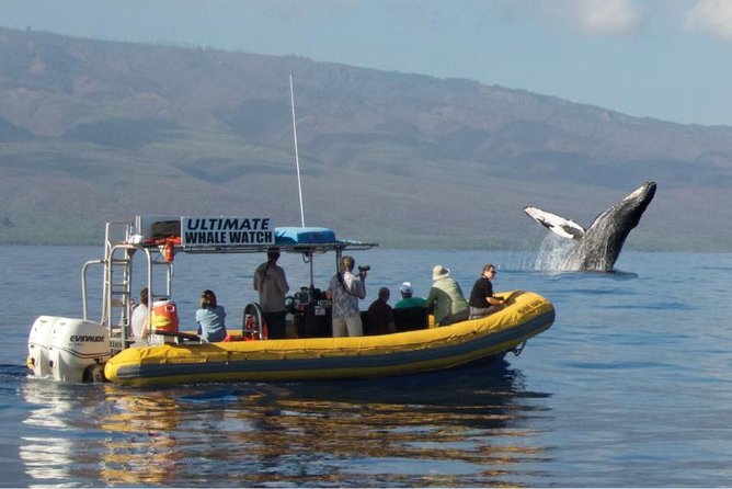 Maui: Ultimate Whale Watch from Lahaina - Key things that make this whale watch work