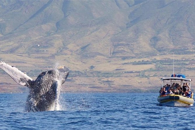 Maui: Ultimate Whale Watch from Lahaina - Lahaina’s raft-style approach: why it feels more like a front-row show
