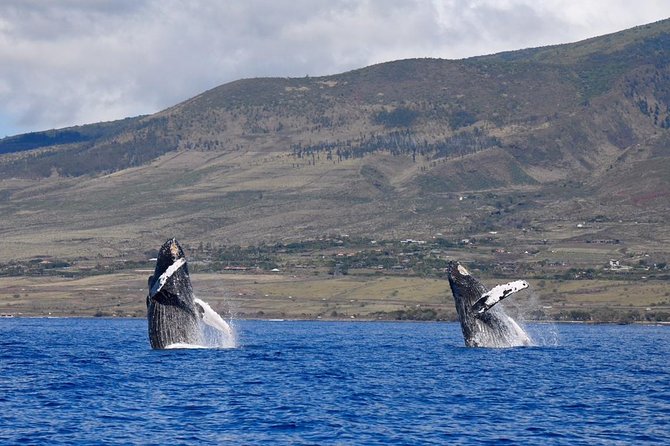 Maui: Ultimate Whale Watch from Lahaina - The “start on the water” moment: what happens once you cast off