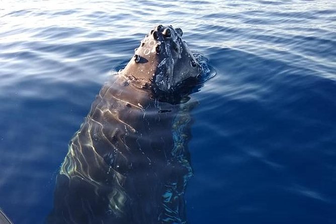Maui: Ultimate Whale Watch from Lahaina - Hydrophone whale songs: the extra layer most tours skip