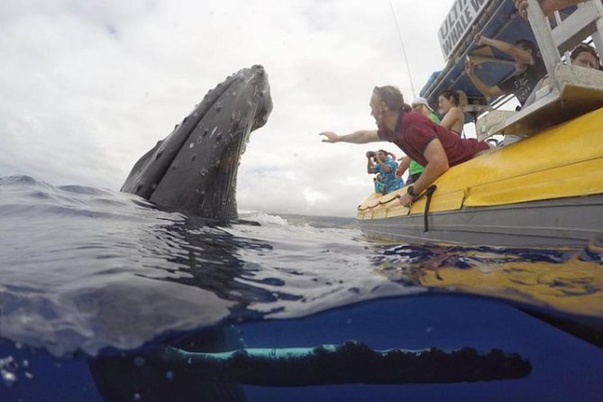 Maui: Ultimate Whale Watch from Lahaina - What you might actually see: humpbacks, breeches, and dolphins