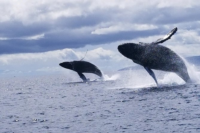 Maui: Ultimate Whale Watch from Lahaina - The crew’s role: fast spotting, good navigation, and respecting space