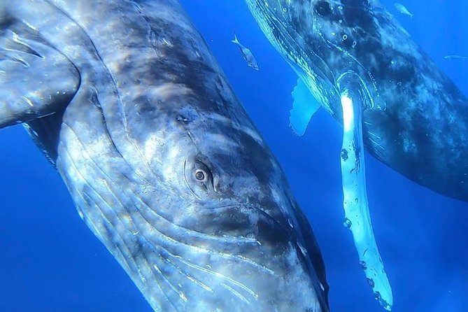 Maui: Ultimate Whale Watch from Lahaina - Comfort and timing: how to enjoy 2 hours without feeling rushed
