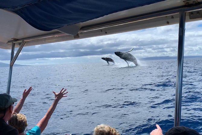 Maui: Ultimate Whale Watch from Lahaina - Getting to Lahaina Harbor and locking in your best seat