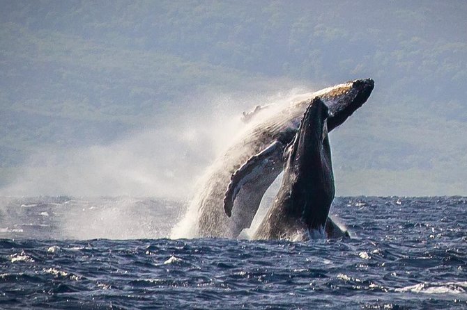 Maui: Whale Watching Cruise with Open Bar from Ka'anapali Beach - Key highlights you’ll care about