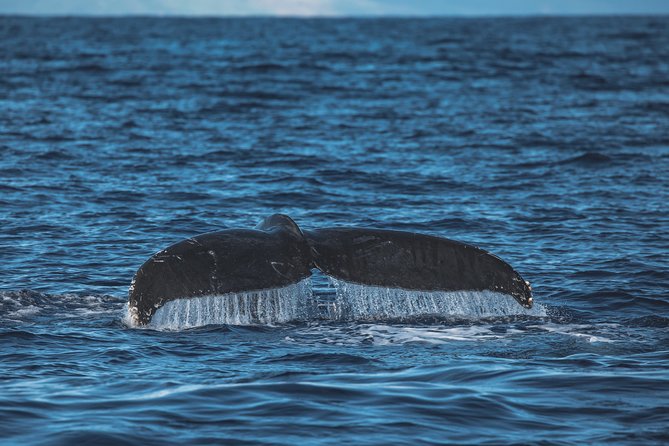Maui: Whale Watching Cruise with Open Bar from Ka'anapali Beach - The on-board naturalist: what you’ll actually learn while you watch