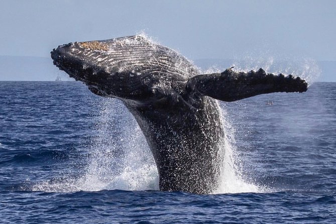 Maui: Whale Watching Cruise with Open Bar from Ka'anapali Beach - Whale sightings: what “close” can mean (and what to do with bad luck)