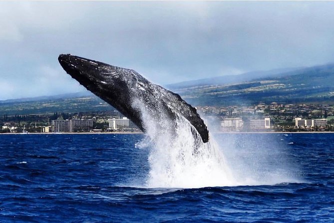 Maui: Whale Watching Cruise with Open Bar from Ka'anapali Beach - Sea Maui logistics: where you meet and how parking works
