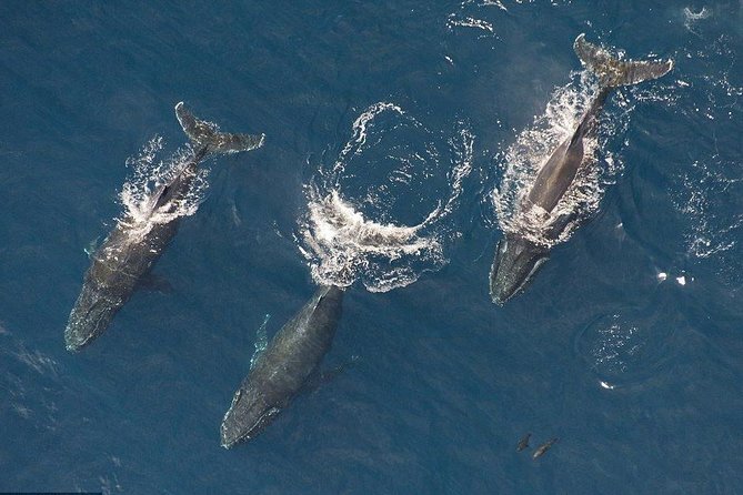 Maui Whale Watching -PRIVATE- Air Tour: (2-5 People): SEE WHALES! - Key highlights