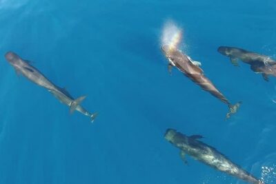 Maui Whale Watching -PRIVATE- Air Tour: (2-5 People): SEE WHALES! - The Meeting Point and How You’ll Start