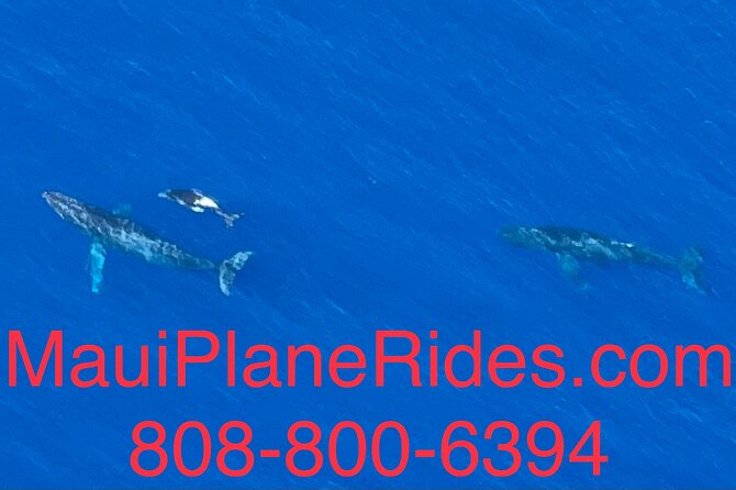 Maui Whale Watching -PRIVATE- Air Tour: (2-5 People): SEE WHALES! - Spotting Humpback Whales From the Sky (With a Pilot Who Talks)