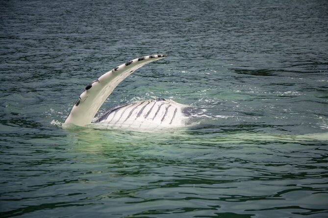 Mendenhall Glacier and Whale Watching Tour - The day’s pace: glacier time, whale time, then back to Juneau