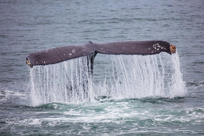 Mendenhall Glacier Visitor Center and Ultimate Whale Watch Combo - Juneau’s best mix: whales plus Mendenhall in one ticket