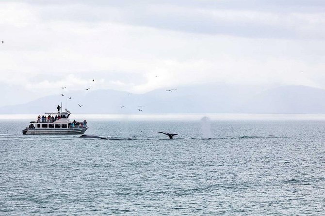 Mendenhall Glacier Visitor Center and Ultimate Whale Watch Combo - Whale expectations: humpbacks, orcas, and the May 15–Sept 15 window