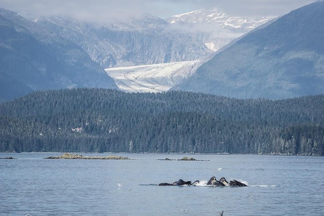 Mendenhall Glacier Visitor Center and Ultimate Whale Watch Combo - Auke Bay Harbor whale cruise: heated cabin, deck time, and captain-led slowdowns