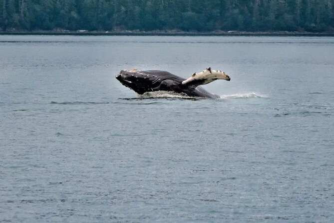 Mendenhall Glacier Waterfall and Whale Watching Tour - Key highlights you’ll actually care about