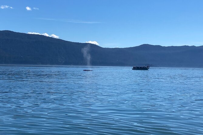 Mendenhall Glacier Waterfall and Whale Watching Tour - Getting started: Goldbelt Tram meeting point and Juneau drive