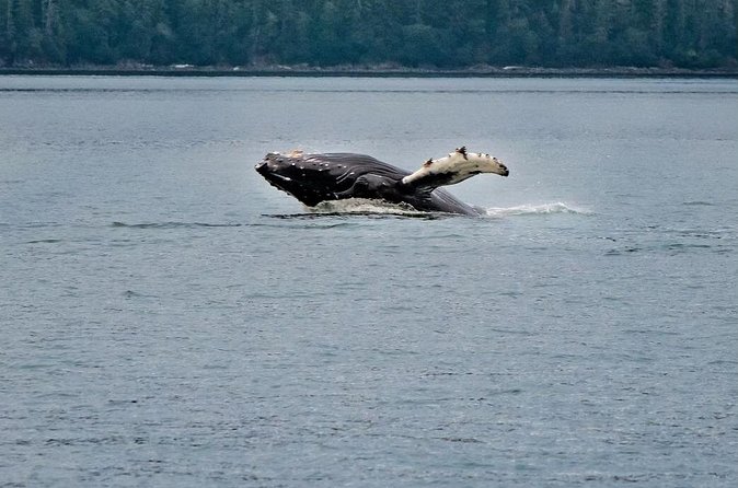Mendenhall Glacier Waterfall and Whale Watching Tour - The guides and naturalists: when the information is part of the show