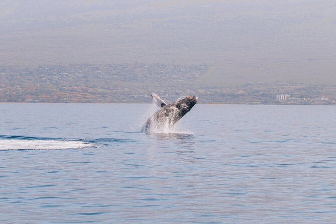 Midday Whale Watch: Mā’alaea Harbor - Key things to know before you go