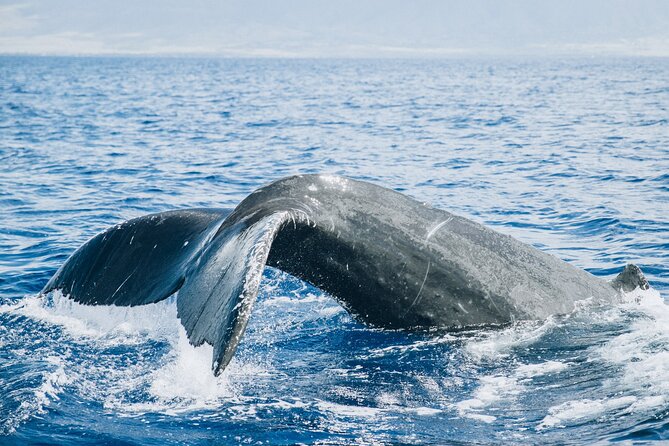 Midday Whale Watch: Mā’alaea Harbor - Mā’alaea Midday Whale Watch: What You’re Really Booking