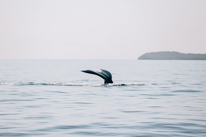 Midday Whale Watch: Mā’alaea Harbor - Why the Small Boat Format Can Improve Your Odds