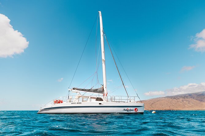 Midday Whale Watch: Mā’alaea Harbor - The Crew Factor: Captain Brandon and the Team Approach