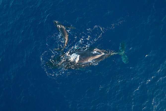 Midmorning Whale Watch from Lahaina Harbor - The vibe: relaxed, family-friendly, and heavy on the whale time