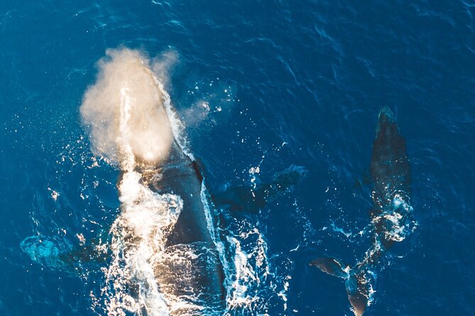 Midmorning Whale Watch from Lahaina Harbor - What you’re looking for: humpbacks, breaches, tail slaps, and calves