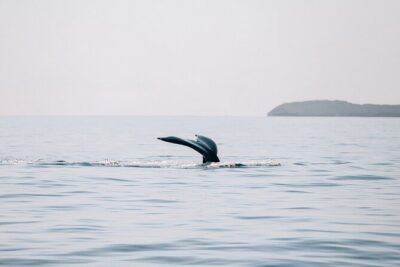 Midmorning Whale Watch from Lahaina Harbor - True sailing through the inter-island channel: the quiet part you’ll feel