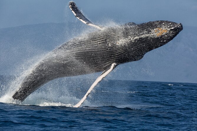 Midmorning Whale Watch from Lahaina Harbor - On-board comfort and included extras: coffee, snacks, sunscreen, and drinks