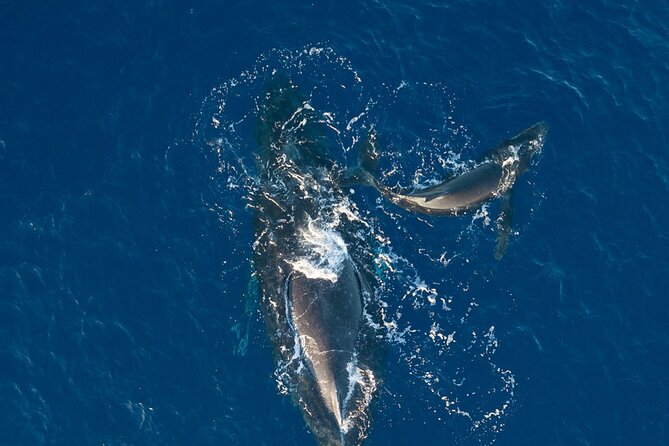 Midmorning Whale Watch from Lahaina Harbor - The itinerary at sea: how the two hours usually unfolds