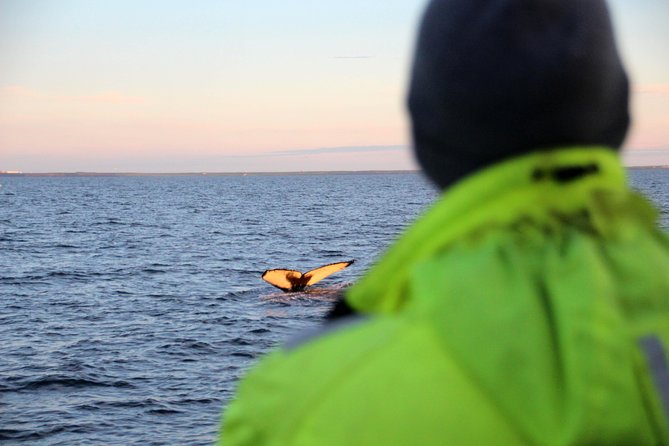 Midnight Sun Whale Watching from Reykjavik - Key things that make this tour worth your time