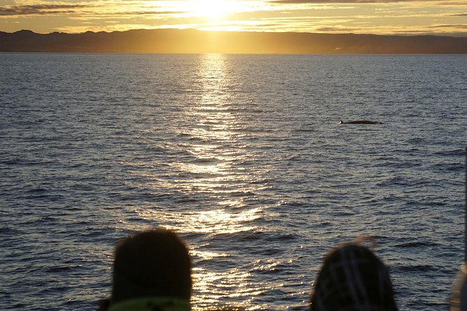 Midnight Sun Whale Watching from Reykjavik - On deck after 9:00 pm: spotting whales, dolphins, and porpoises