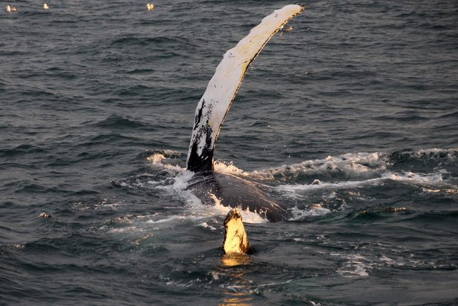 Midnight Sun Whale Watching from Reykjavik - Your best safety net: the free try-again ticket