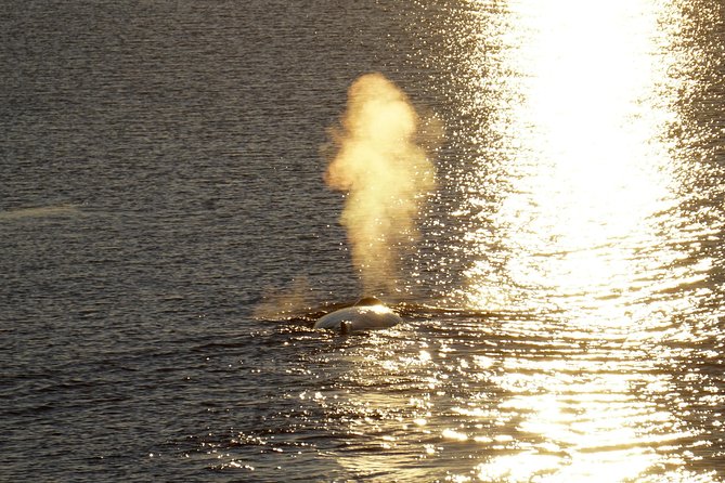 Midnight Sun Whale Watching from Reykjavik - Guide energy: learning marine behavior without the lecture