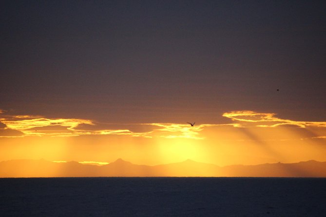 Midnight Sun Whale Watching from Reykjavik - Who should book this midnight sun whale watching—and who should think twice