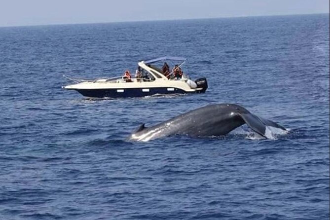 Mirissa Whale & Dolphin Watching Cruise with Geeth’s Crew - What you’re actually looking for on the water