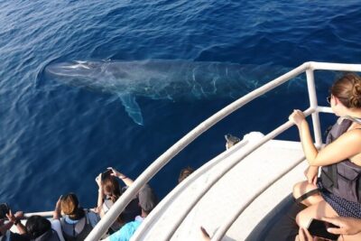 Mirissa Whale & Dolphin Watching Cruise with Geeth’s Crew - The boat setup: safety and comfort details that reduce stress