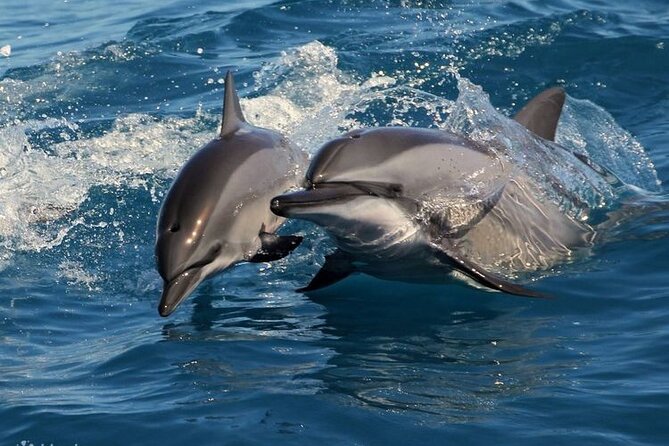 Mirissa Whale & Dolphin Watching Cruise with Geeth’s Crew - Breakfast on board: why the food is part of the experience