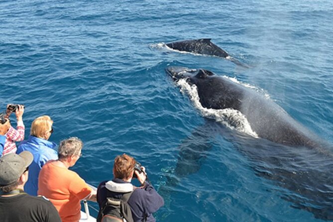 Mirissa Whale & Dolphin Watching Cruise with Geeth’s Crew - How the cruise feels minute by minute (typical flow)