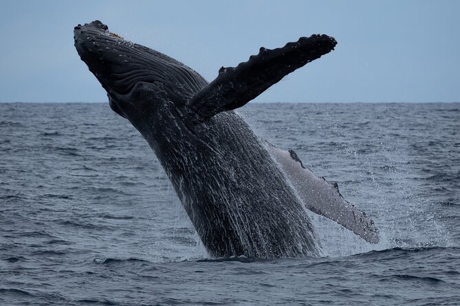 Moana’s Waikīkī Whale Watching Exploration - Key things that make this whale watch worth your time