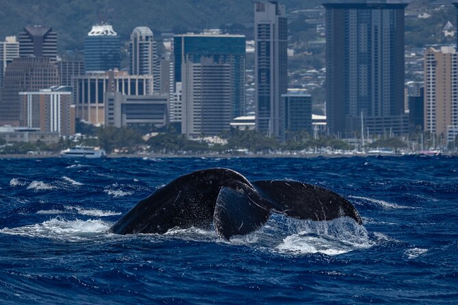 Moana’s Waikīkī Whale Watching Exploration - From Kewalo Basin to whale country: the feel of this catamaran cruise