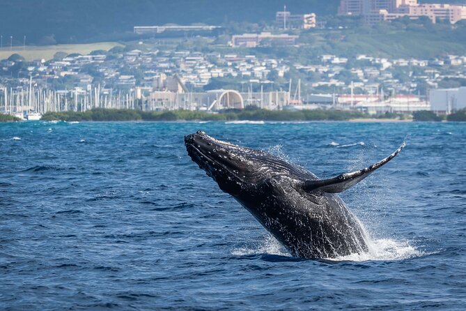 Moana’s Waikīkī Whale Watching Exploration - Diamond Head and the south-shore scenery: what happens during the cruise