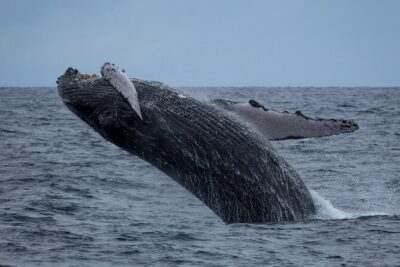 Moana’s Waikīkī Whale Watching Exploration - Comfort check: what you get on board (and what costs extra)